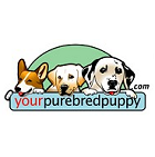 Yourpure Bred Puppy